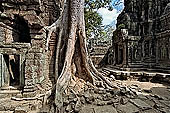 Ta Prohm temple - silk cotton trees rising over the ruins